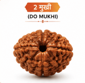 Original 2 Mukhi Rudraksha Benefits, Price & Spiritual Significance | 2 मुखी रुद्राक्ष – DIVAM ASTRO WORLD