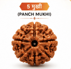 Original 5 Mukhi Rudraksha Benefits, Spiritual Significance & Positive Energy | 5 मुखी रुद्राक्ष – DIVAM ASTRO WORLD